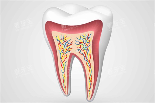 牙釉质牙齿结构图 牙釉质牙齿结构图