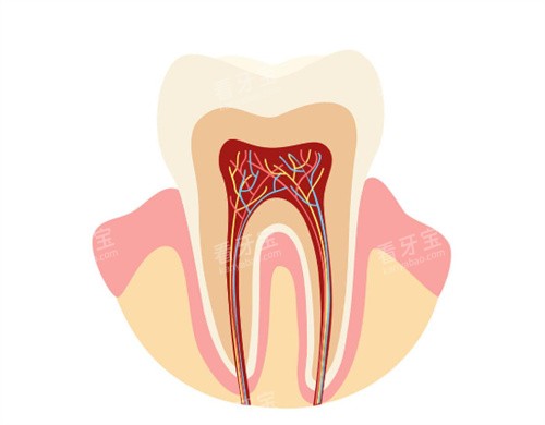 牙齿解剖图 牙齿解剖图